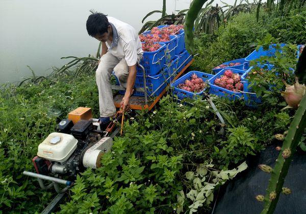 罗甸:新技术赋能 助力农业现代化